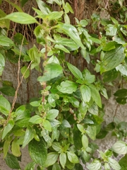 Parietaria judaica