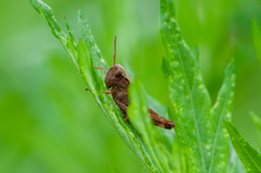 Omocestus