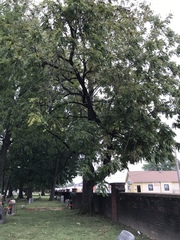 Juglans nigra
