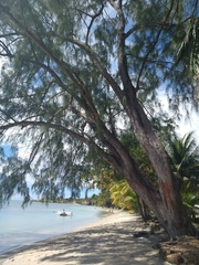 Casuarina equisetifolia
