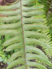 Nephrolepis