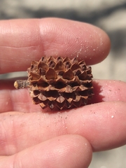 Casuarina equisetifolia