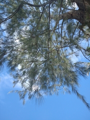 Casuarina equisetifolia