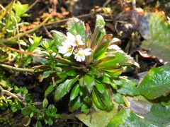 Draba verna