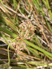 Juncus effusus