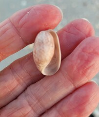 Bulla occidentalis