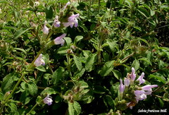 Salvia fruticosa
