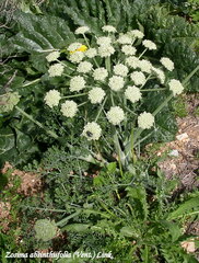 Zosima absinthifolia