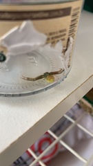 Runcinioides litteratus