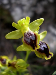 Ophrys sicula