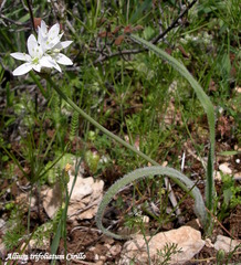 Allium trifoliatum
