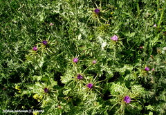 Silybum marianum