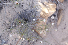 Stoebe capitata