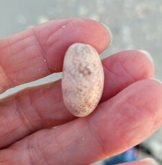 Bulla occidentalis