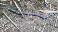 Amphisbaena fuliginosa