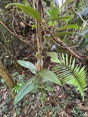 Miconia impetiolaris
