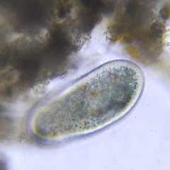 Ciliophora