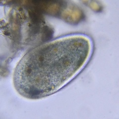 Ciliophora