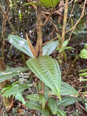 Miconia impetiolaris