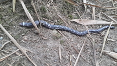 Amphisbaena fuliginosa