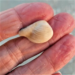 Anomalocardia cuneimeris