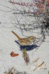 Calamanthus campestris