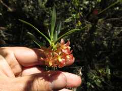 Epidendrum oxysepalum