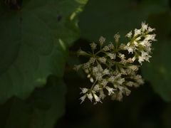Mikania micrantha