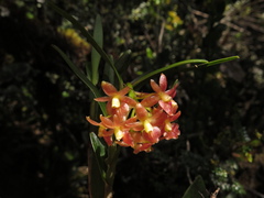 Epidendrum oxysepalum