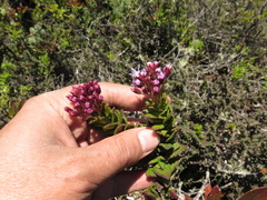 Aristeguietia uribei