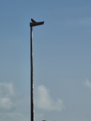 Falco tinnunculus canariensis