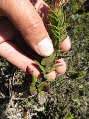 Aristeguietia uribei