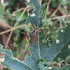 Holhymenia histrio