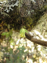 Fernandezia hispidula