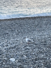 Chroicocephalus ridibundus