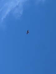 Falco peregrinus macropus