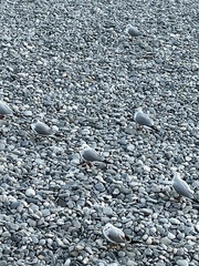 Chroicocephalus ridibundus