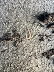 Blaniulidae