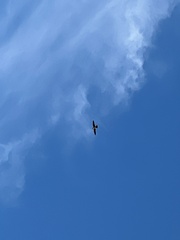 Falco peregrinus macropus