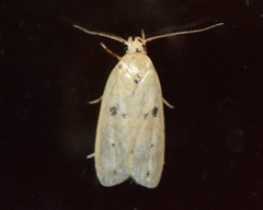 Scythropiodes issikii