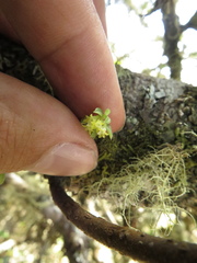 Fernandezia hispidula