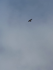 Falco peregrinus macropus