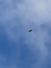 Falco peregrinus macropus