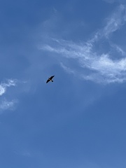 Falco peregrinus macropus