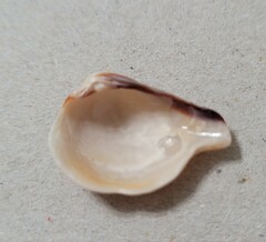 Anomalocardia cuneimeris