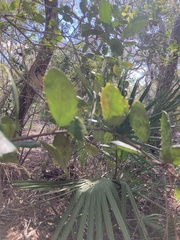 Ilex opaca arenicola