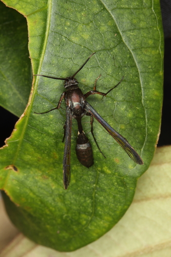 Similipepsis typica