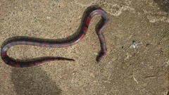 Lampropeltis micropholis