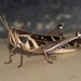 Bird Locusts - Photo (c) Martin Grimm, some rights reserved (CC BY-NC)