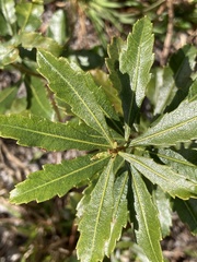 Morella pumila
